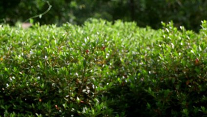 O Estigma - Monteiro Lobato