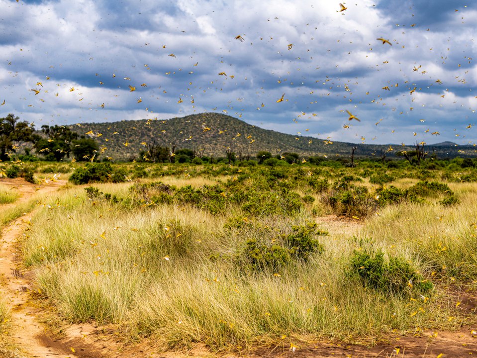 Un warnen vor katastrophe wegen der heuschreckenplage in ostafrika