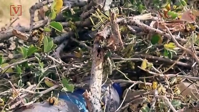 Locusts Plague East Africa, Threaten Food Availability