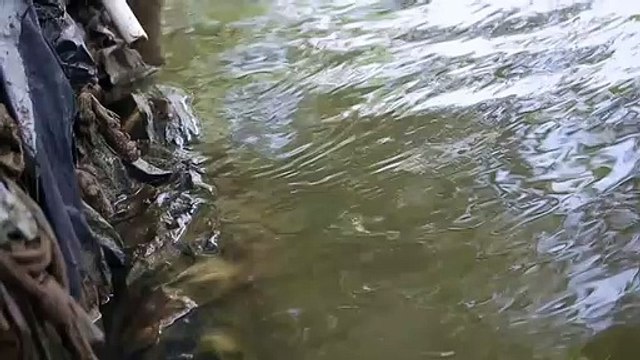 Fish Filmed Leaping Across Water In A Way Never Before Seen