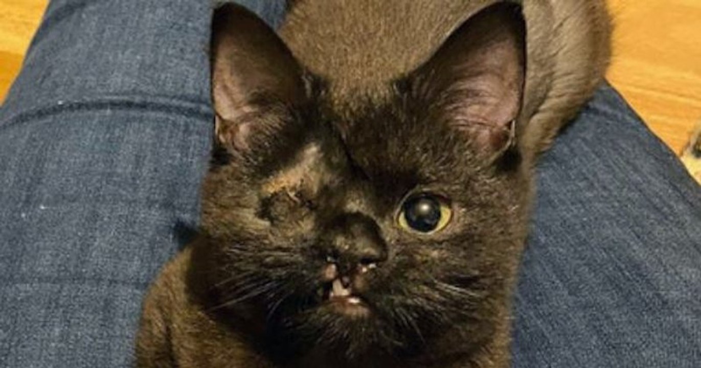 Ana, la pauvre chatte borgne, cherche désespérément une famille qui pourra l'adopter