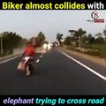 Ce motard était impatient de traverser la route, il a failli heurter par un éléphant