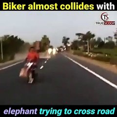 Скачать видео: Ce motard était impatient de traverser la route, il a failli heurter par un éléphant