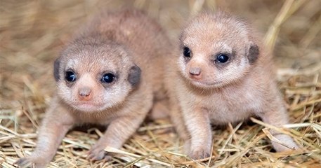 Au zoo de Miami, naissance de deux bébés suricates