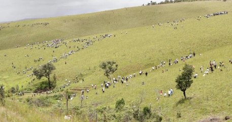 60 millions d'arbres plantés d'ici juin 2020, le défi de taille de Madagascar