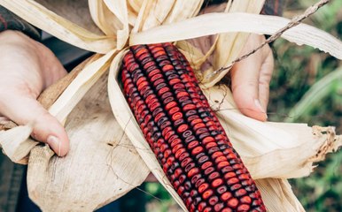 Which Type of Corn Makes the Best Whiskey?