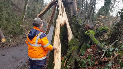 Ciara à Mulhouse : 150 interventions pour le service nature et espaces verts
