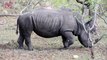 Scientist Says Rhinos Face New Threat: Antibiotic-Resistant Bacteria