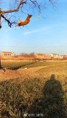 Un chien attrape une balle dans un arbre