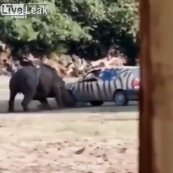 Ce rhinocéros retourne une voiture de touristes plusieurs fois !