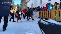 British musher is top dog in annual Slovakia sled dog race