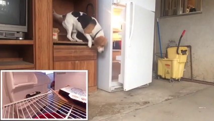 Ce chien très malin réussit son vol de pizza