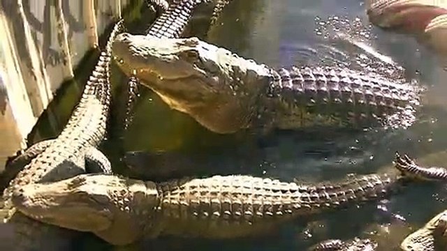 Ecoutez le rugissement de ces crocodiles : impressionnant