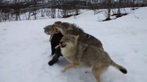 Ces 4 loups font la fête à leur maitre et c'est adorable