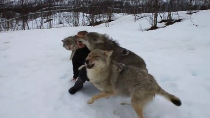 Ces 4 loups font la fête à leur maitre et c'est adorable