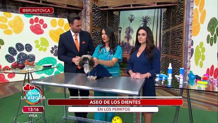¡Tu perrito también necesita limpieza dental! Aprende a realizarla correctamente. | Venga La Alegría