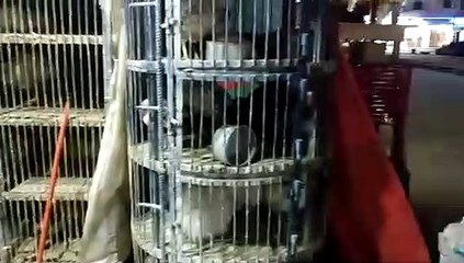 تداول الطيور الحية وذبحها فى المحلات بمطروح يهدد صحة المواطنين