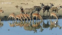 African watering hole sees incredible diversity of animals in 8 hours
