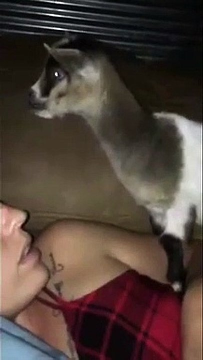 Goat Argues over Nap Time