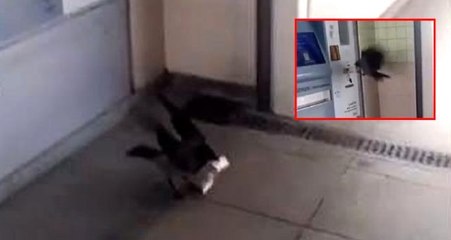 Marmaray'da kadından para çalan karganın sabıkası kabarık çıktı