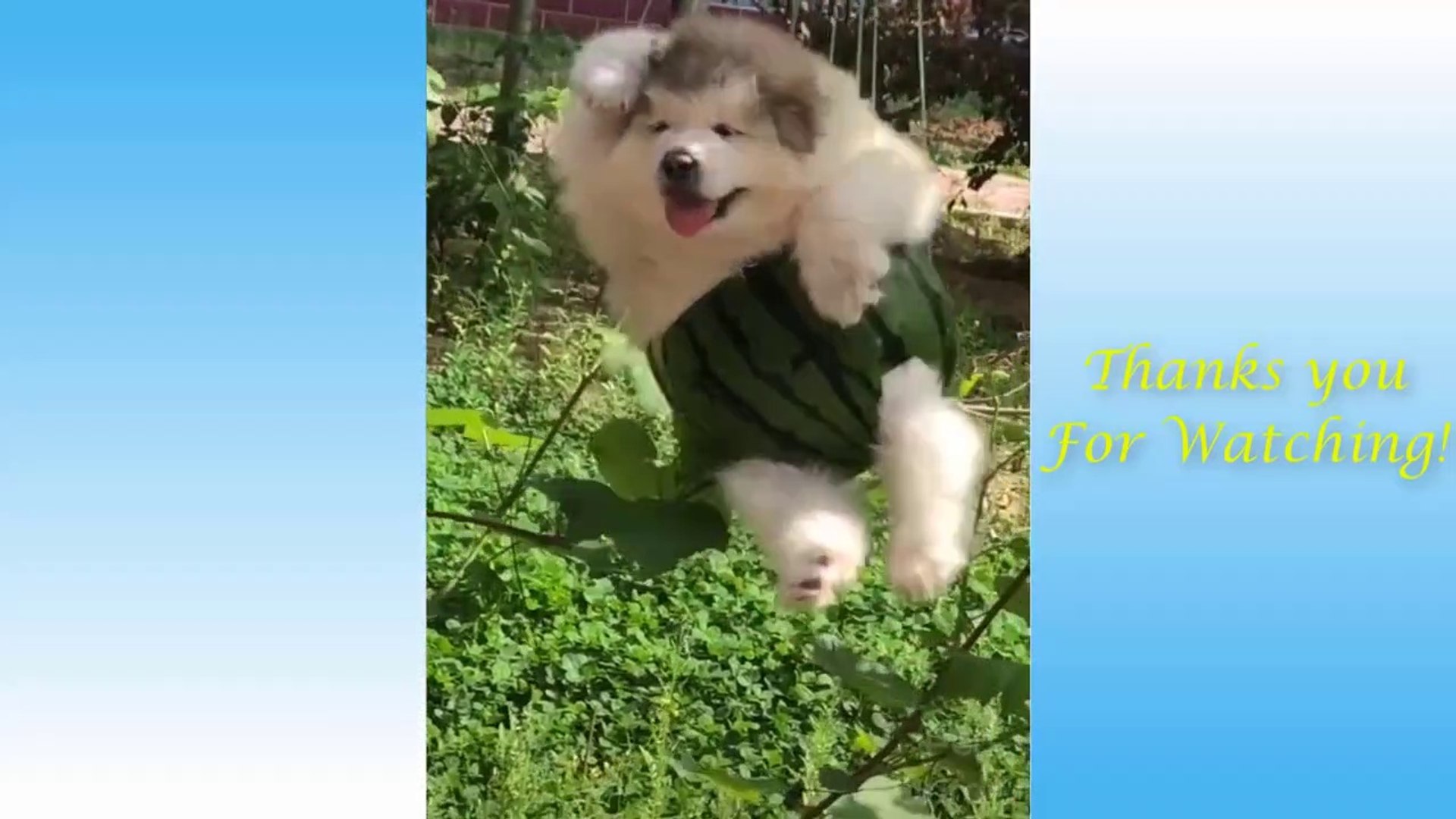 Cute Pets And Funny Animals Compilation