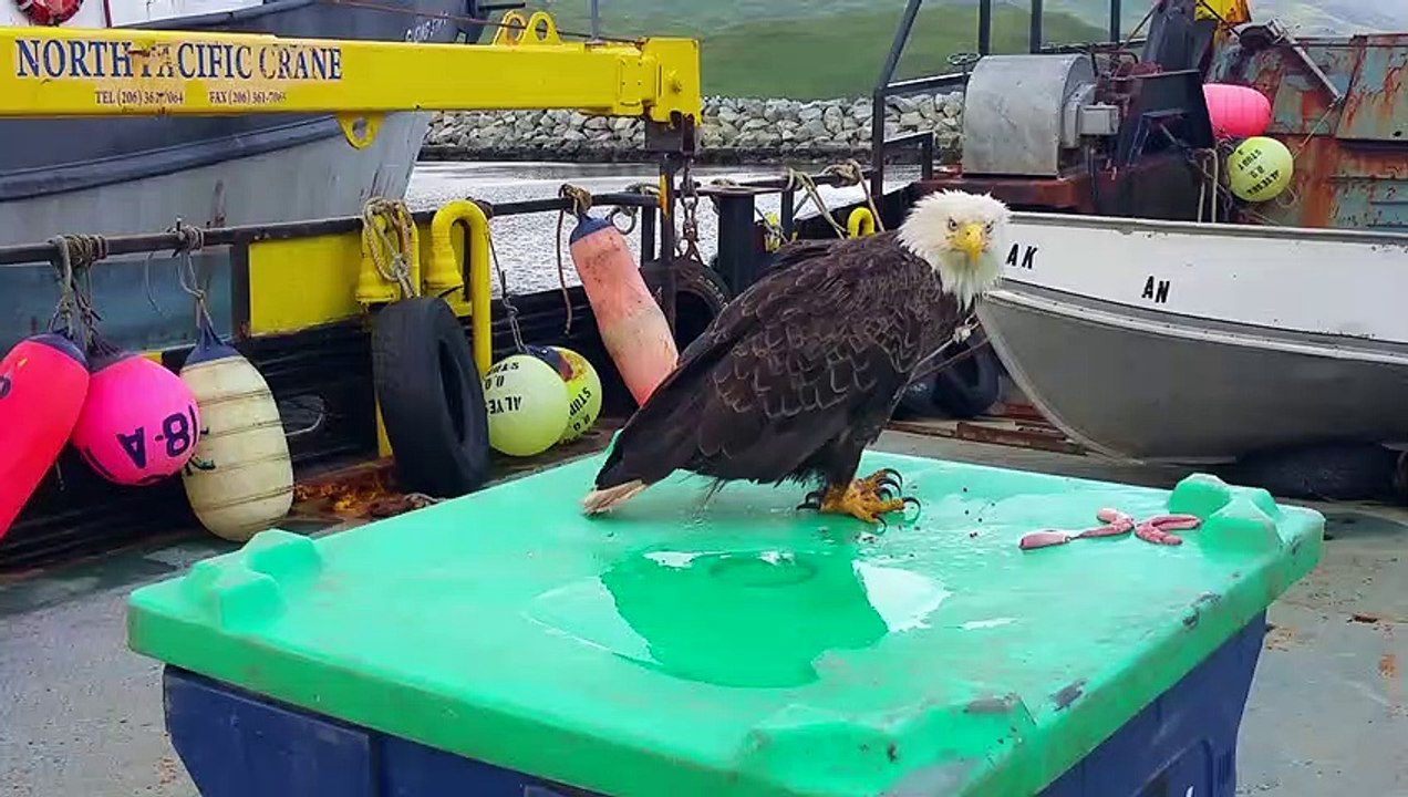 The Antics of Eagles in Unalaska