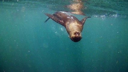 Seal Snorkeling in South Africa