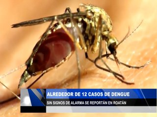 Alrededor de 12 casos de dengue sin signos de alarma se reportan en Roatán