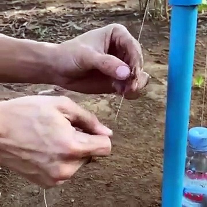 Amazing Bird Trap