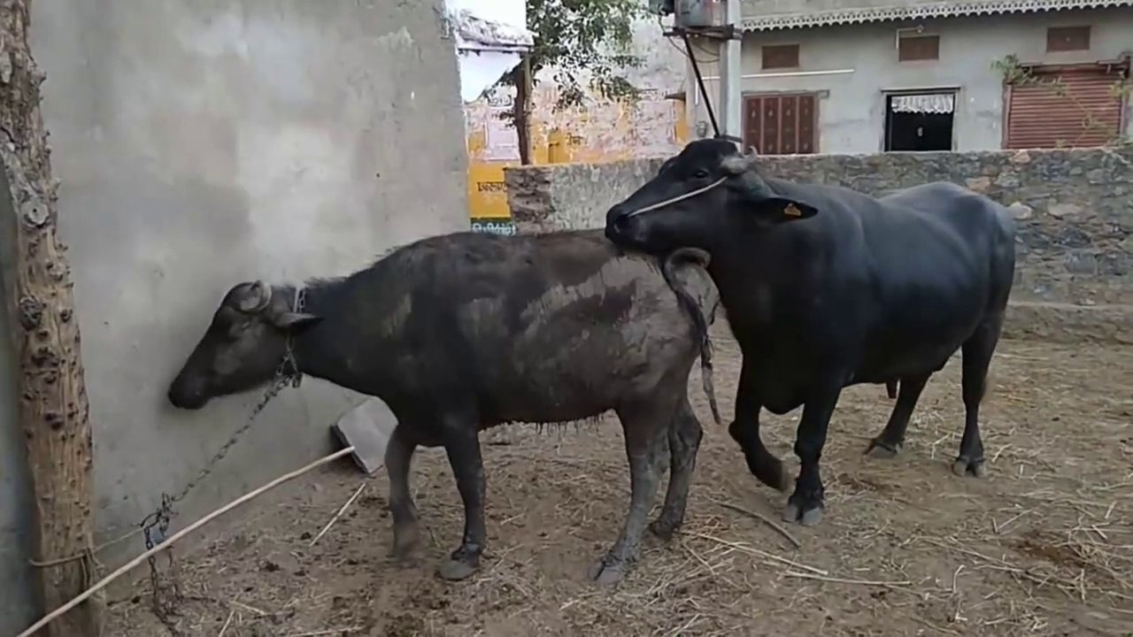 AMAZING MURRAH LNT MEETING MAHOL