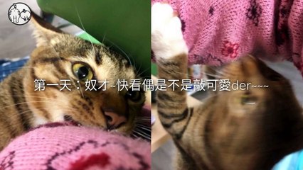 CollectionVideo-petmao_curation-petsmao.nownews-copy4-PetsMaoParser-2020/02/12-09:30