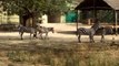 A day out at Mysore Zoo|karnataka|mysore|myvlog 2020