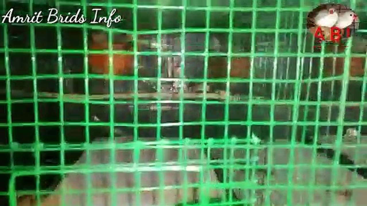 Zebra finch colony ki new setup Aupdat