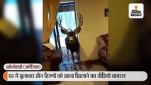 महिला ने 3 हिरणों को लिविंग रूम में बुलाया, ब्रेड-फ्रूट खिलाए; 39 हजार रुपए जुर्माना लगा