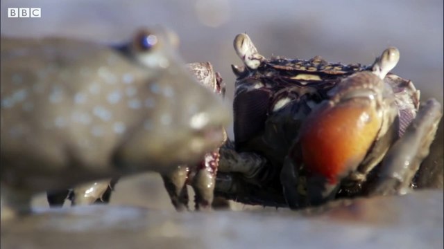 Mudskippers The Fish That Walk on Land Life