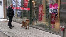 Soğukta üşüyen köpek mağazanın sıcak kliması altına sığındı