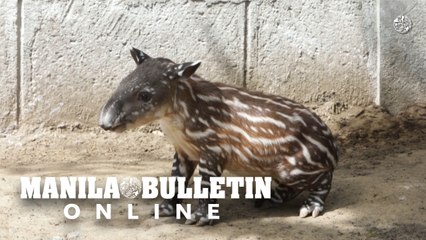 Tapir born in a Nicaraguan zoo brings hope for species preservation