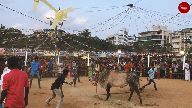 Jallikattu, deity processions, traditional foods and more at this 3-day fest in Chennai