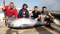 İki yüz kiloluk orkinos, Türk balıkçıları Yunan adasına sürükledi