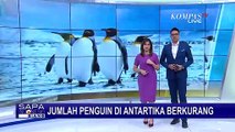 Penguin di Antartika Semakin Terancam Punah
