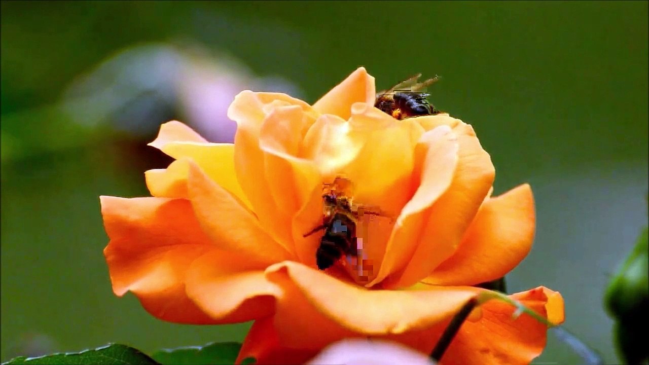 Oração a Nossa Senhora Desatadora dos Nós