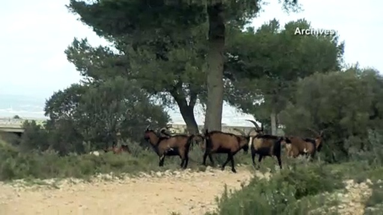 A55. Attention aux chèvres sur le bord de la route