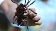 How To Catch Spider Tarantula With Bare Hands _ Manaus Amazons _ Tarantula Attack