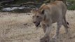 Lion Hunting _ Safari Ngorongoro Crater _ Lions vs Bison _ Ngorongoro Conservation Area