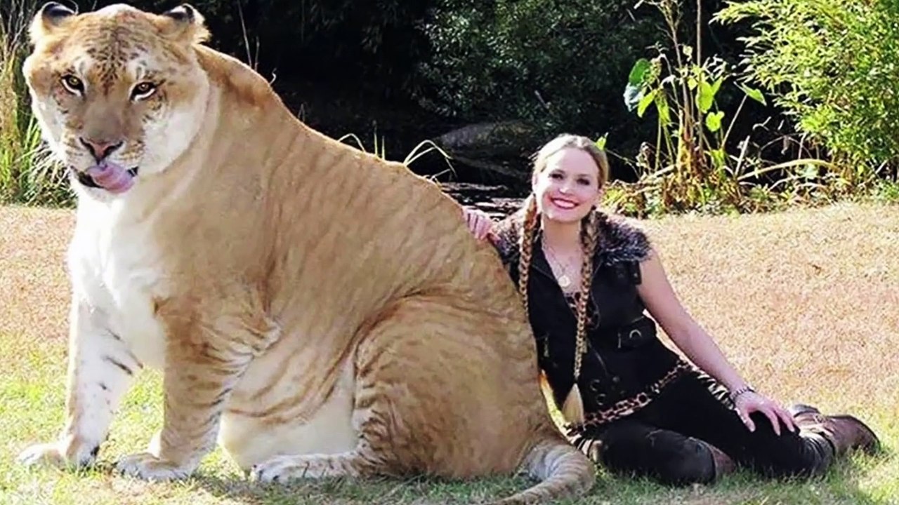 Top 10 FATTEST Wild Animals Ever Seen