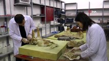 Kayseri'de bulunan 7 buçuk milyon yıllık fil fosili ‘Fosil Müzesi’nde sergilenecek