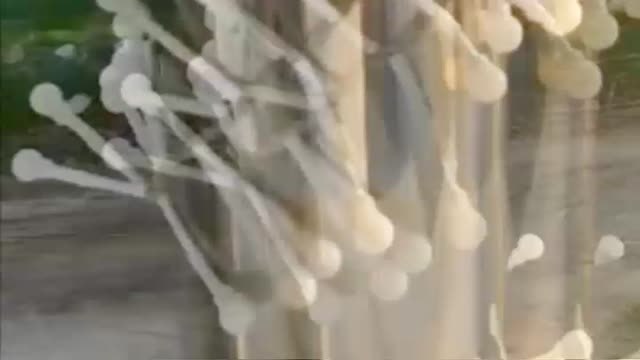 Persecución policial con tiros al aire en Marbella