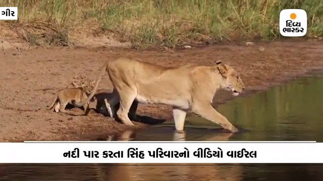 સિંહણે પહેલા નદી પાર કરી, પછી માતાના પગલે પગલે ચાલીને ચાર સિંહબાળ સામેકાંઠે પહોંચ્યા