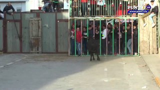 Vacas De La Paloma En Estivella l 09/02/2020 l