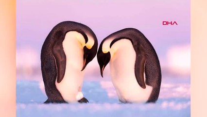 Dha dış 'vahşi yaşam fotoğraf ödülleri birincisi metroda 'kavga eden fareler'